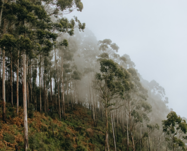 na zdjęciu las za mgłą
