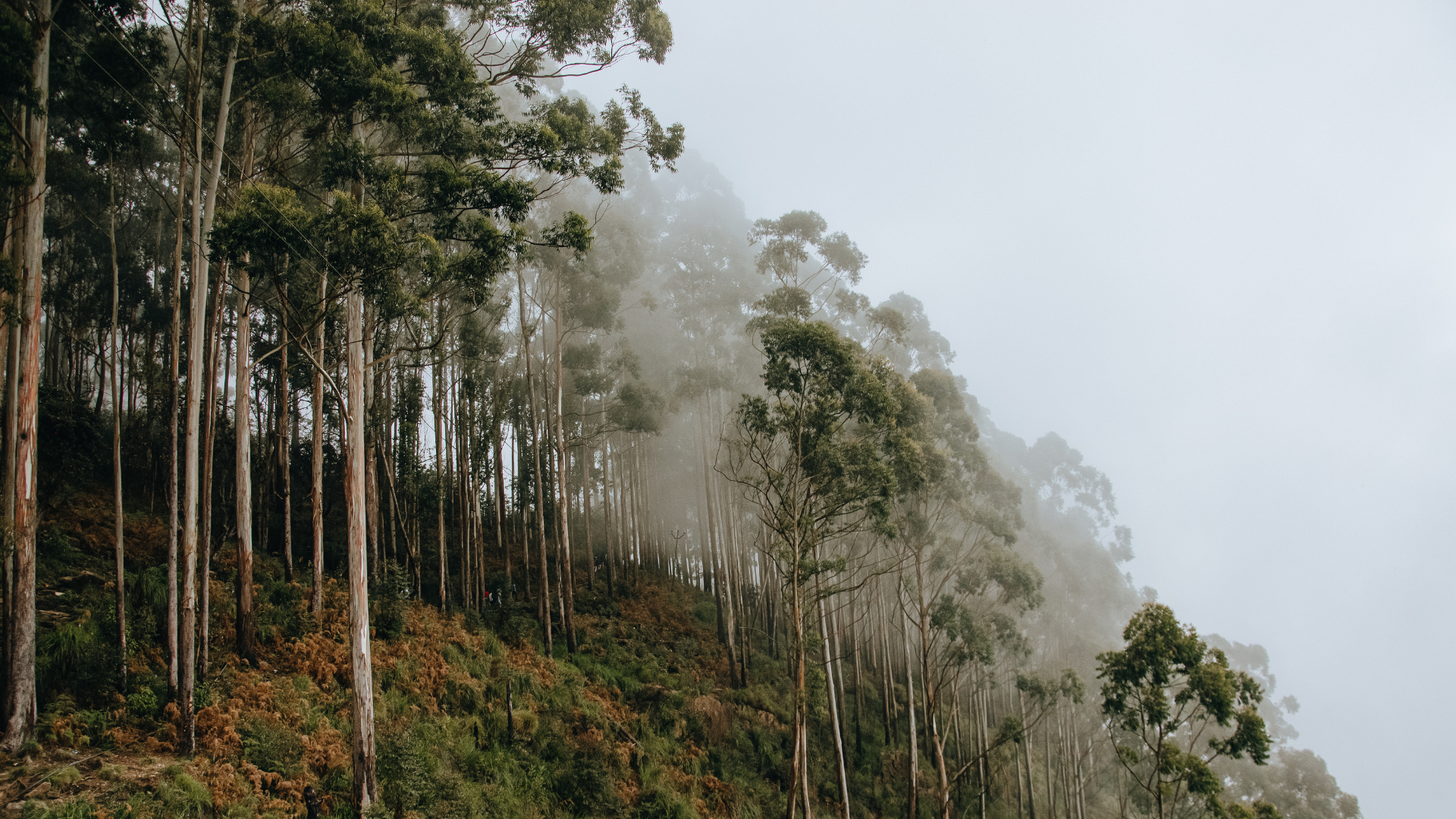 na zdjęciu las za mgłą